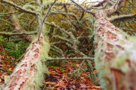 Lichen covered cork tree