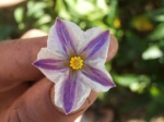 pepino dulce flower- a subtropical sprawling plant