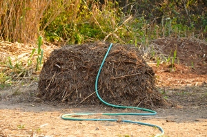 Hot compost pile